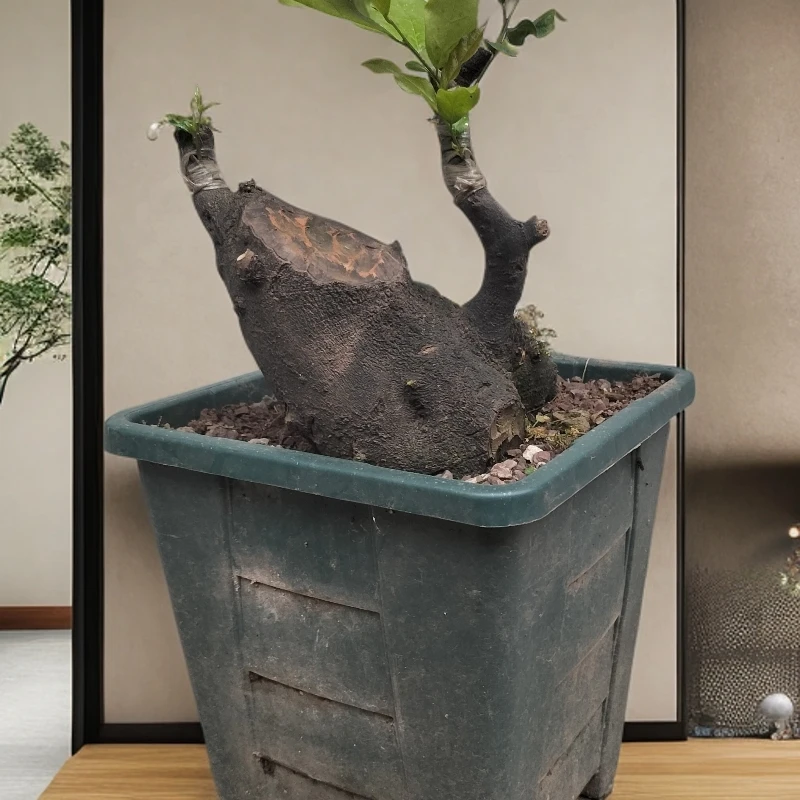 金弹子盆栽庭院栽培室内正宗盆景金弹子老桩小盆景绿植金弹子树