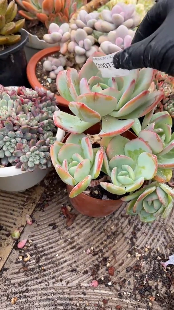 清**兰跃跃精品多肉20013