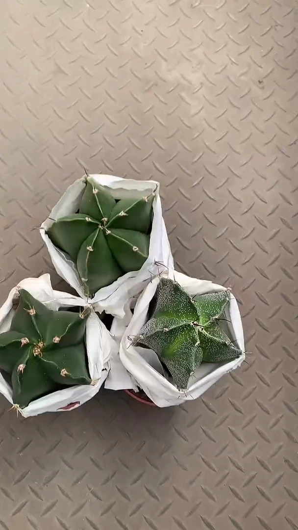 【闪购商品】五角般若 3颗