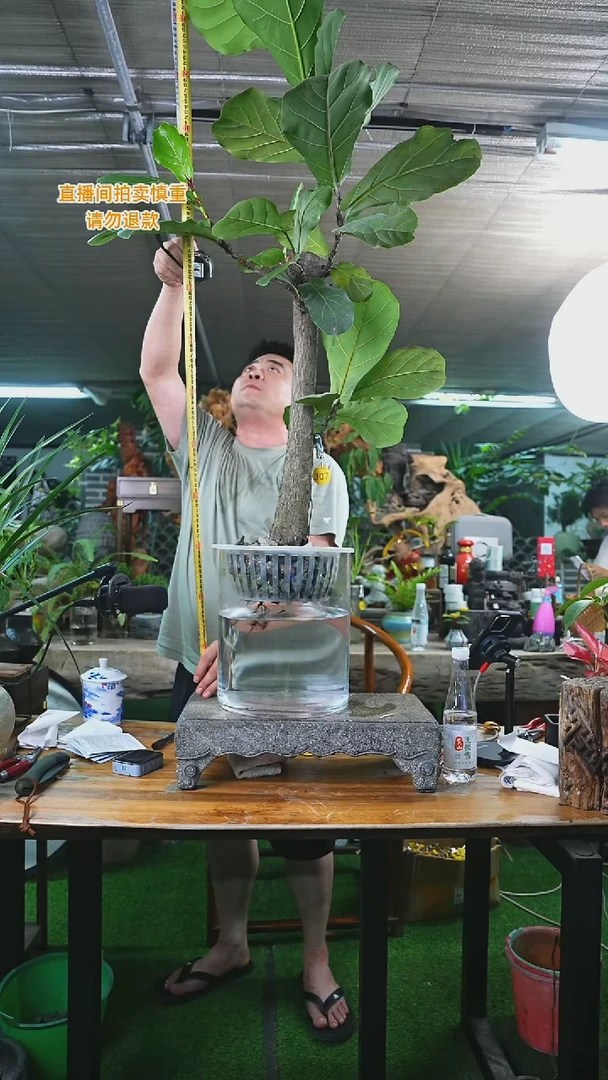 当前无花栽培后可以开花307琴叶榕+