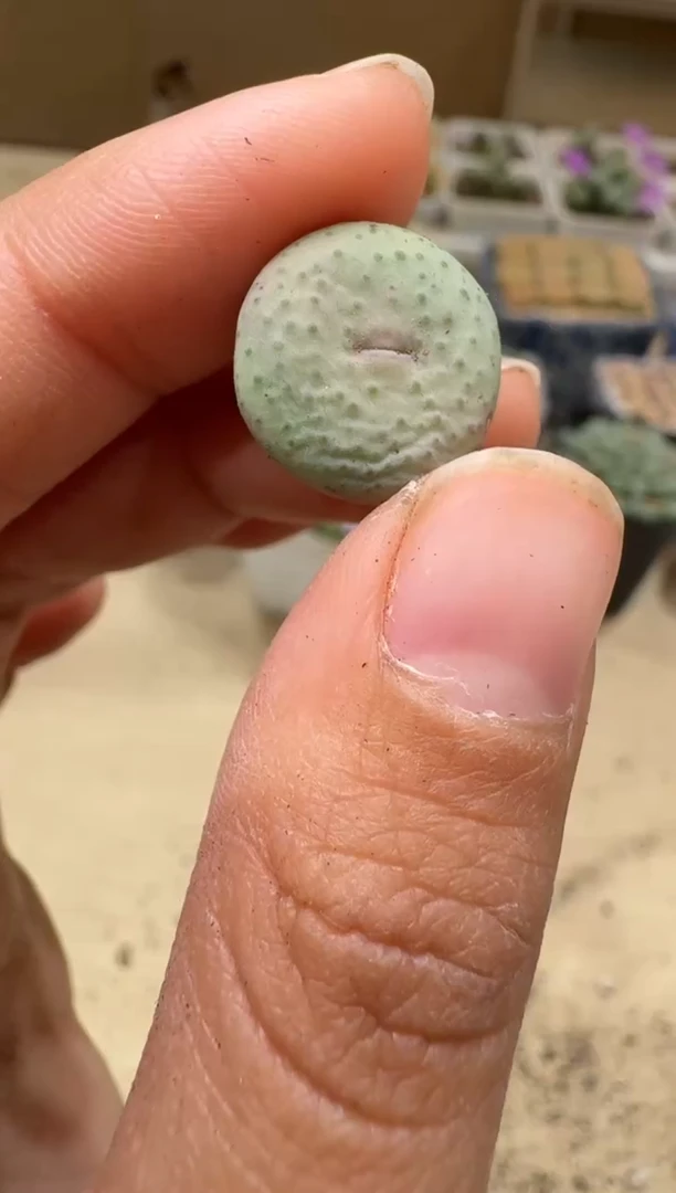 9-54多肉植物肉锥