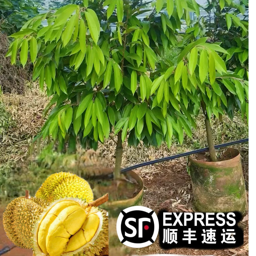 正品榴莲嫁接苗金枕猫山黑刺带土带叶子发货