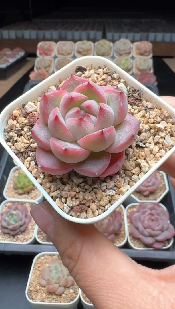 【闪购商品】863号一物一拍珍妮多肉花卉植物3颗起发