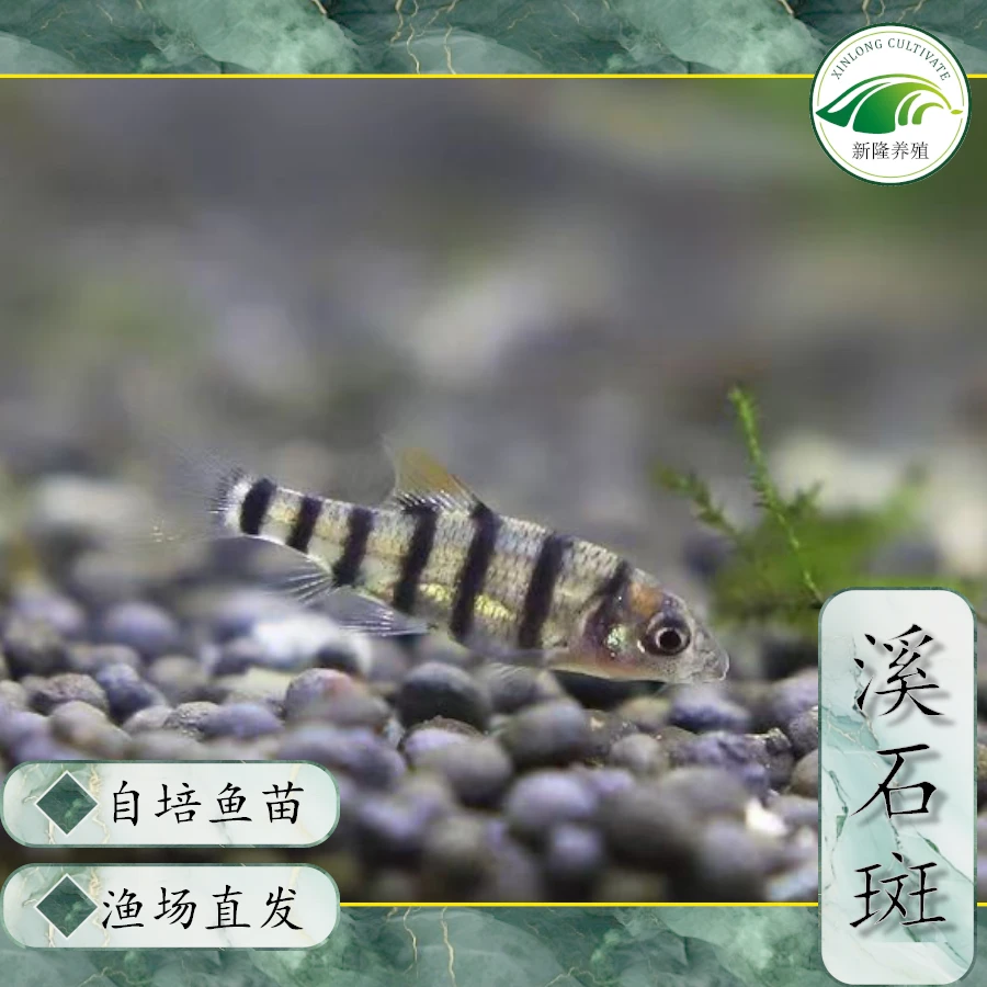 淡水原生鱼光唇鱼条纹观赏鱼溪石斑