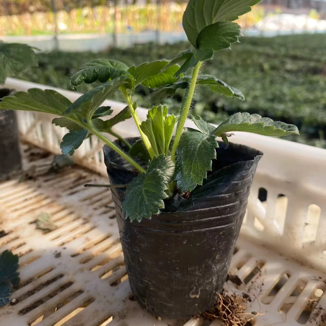 草莓苗黑杯苗阳台盆栽地栽对版新手小白可种