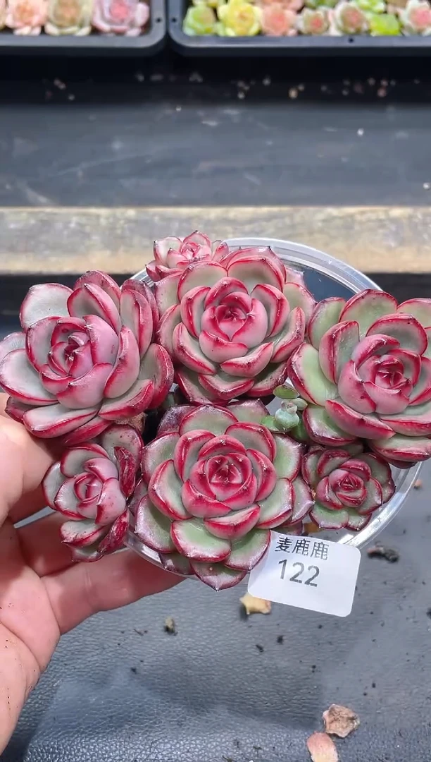 122花田错   2双头2单头  量拍