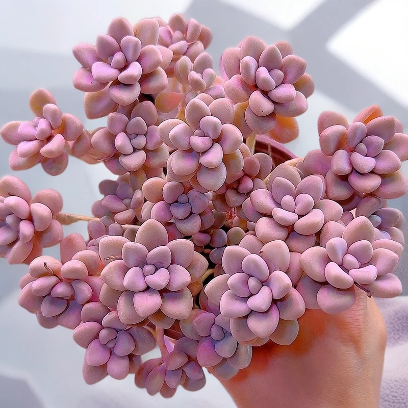 三岁家 圆叶艾伦 带盆土 全场任意两单包邮 多肉植物