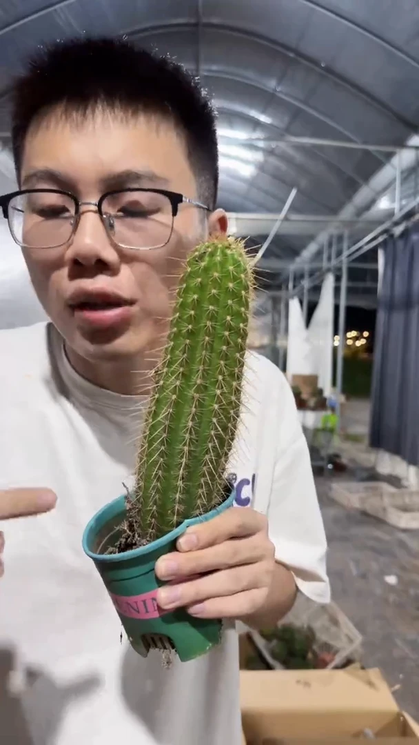 大单头 曙光 毛花柱【带根】