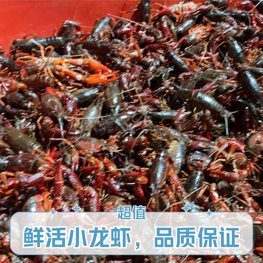 【兴义水产】鲜活小龙虾（中青）1斤/3斤/5斤/8斤兴义同城配送