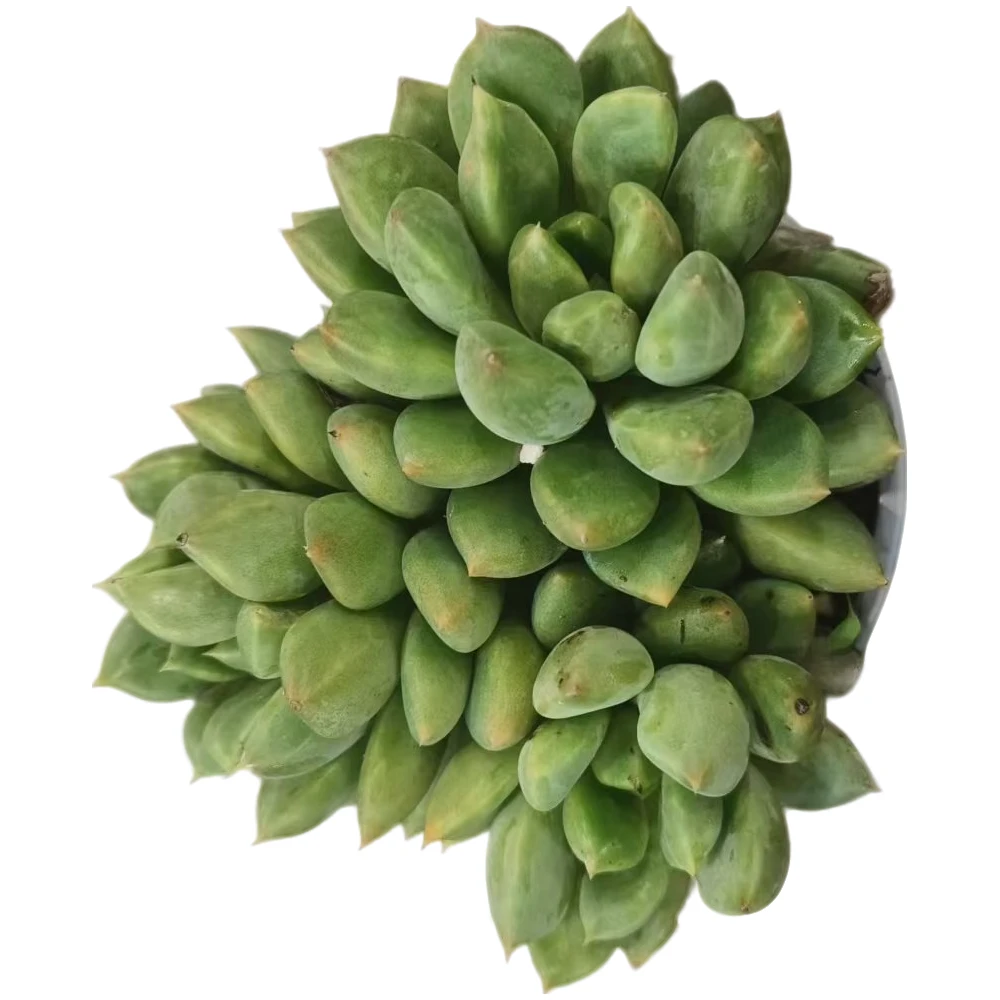 同美多肉园艺 红象牙  粉丝福利多肉植物 直播间实物为准