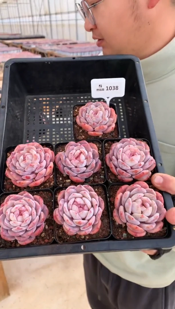 【闪购商品】1038冰橙一棵量拍