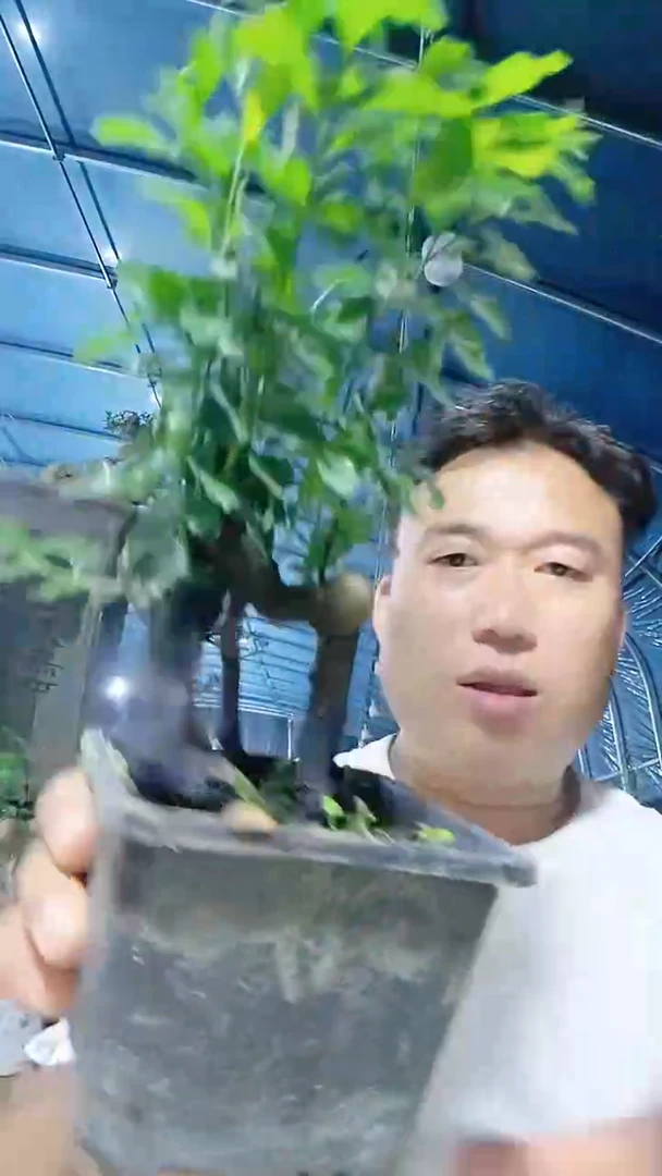 无花朵金弹子
