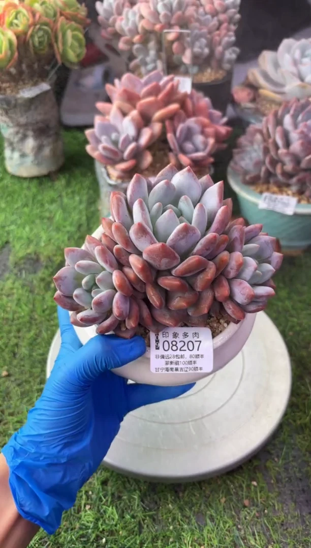 昆明印象多肉08207