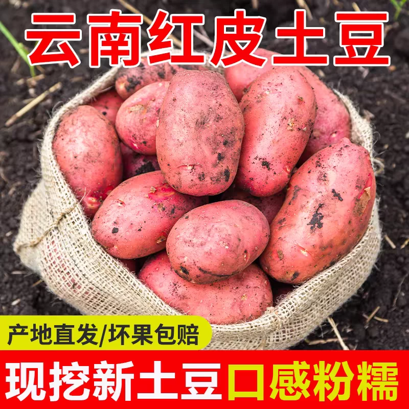 MQ云南青九红皮黄心土豆新鲜现挖沙面粉9-10斤