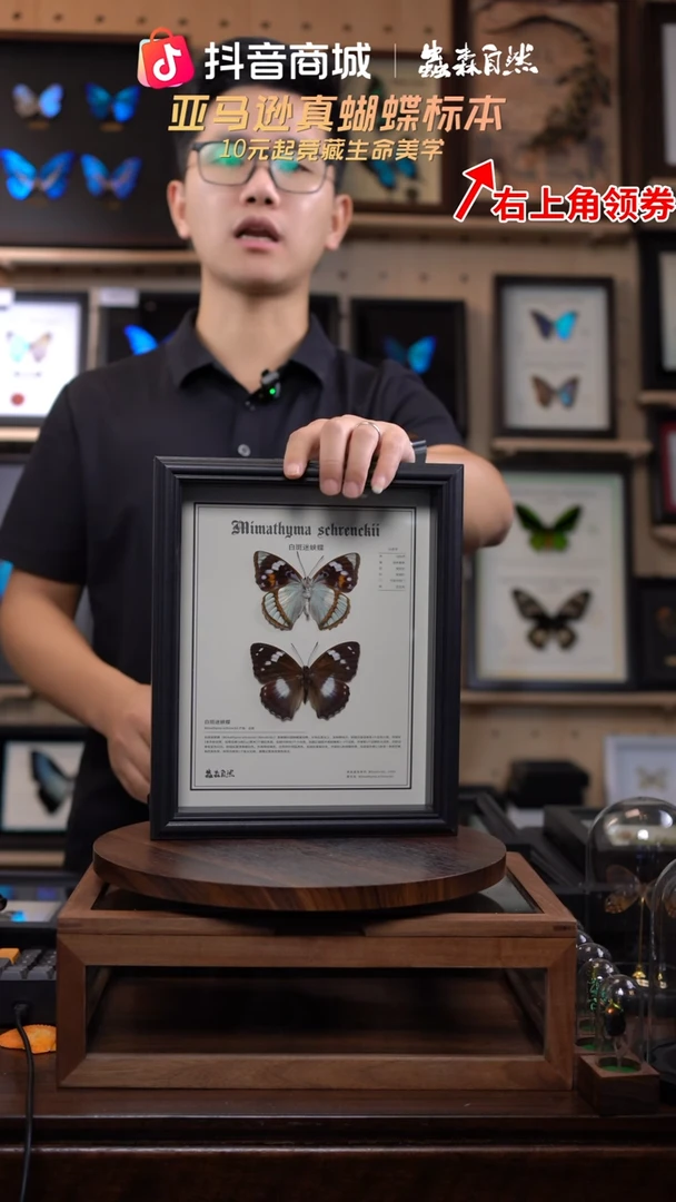 白斑迷蛱蝶正反面10寸框