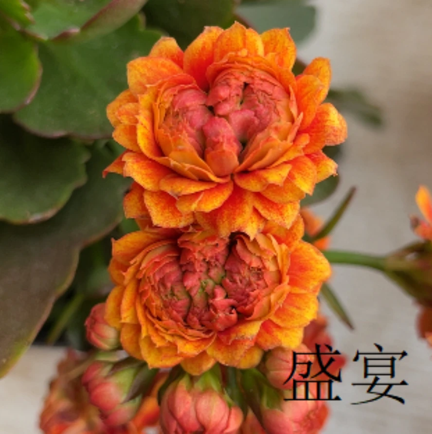 120盛宴长寿花