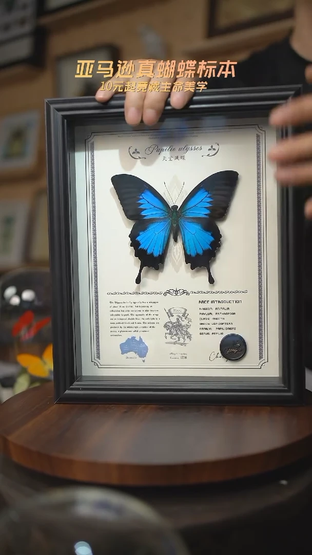 有机玻璃天堂凤蝶虫逢艺术款10寸曲边框