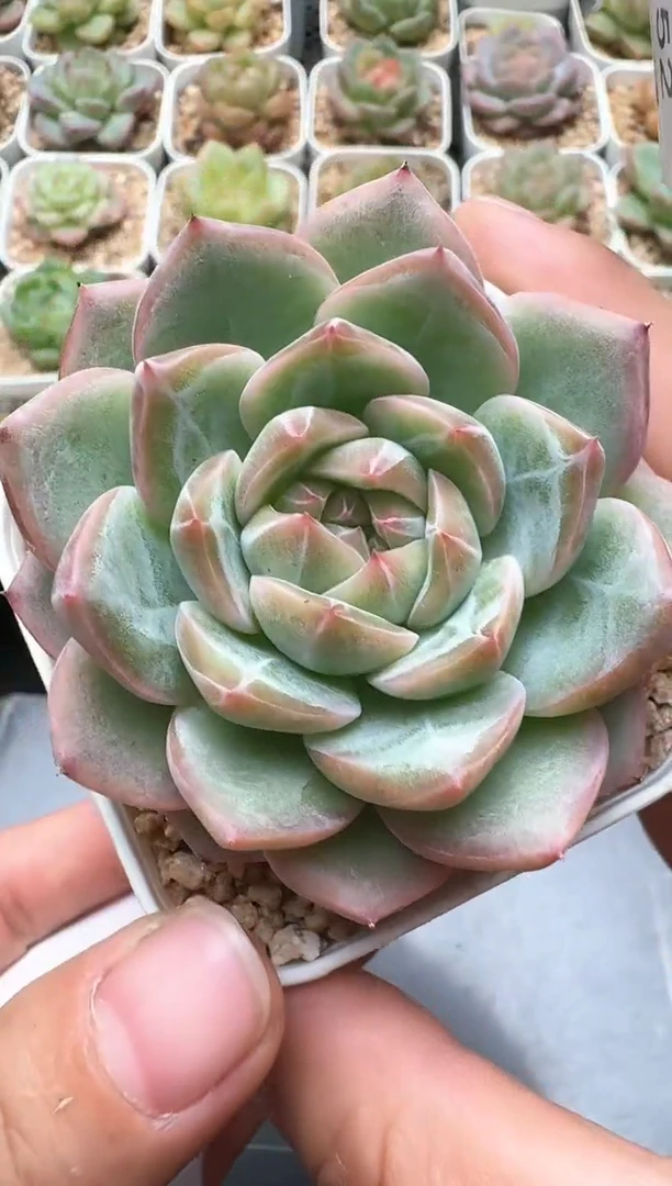 552D云禹多肉植物 带盆土纸巾打包 3颗包邮