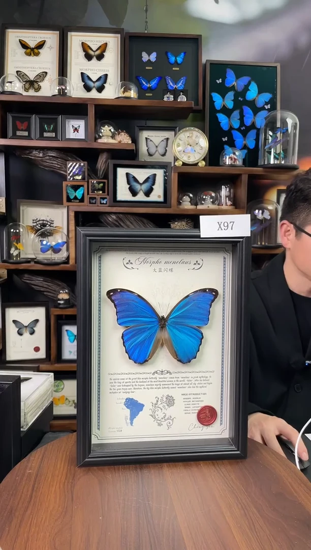 大蓝闪蝶-豪华版【A4欧式框】X97