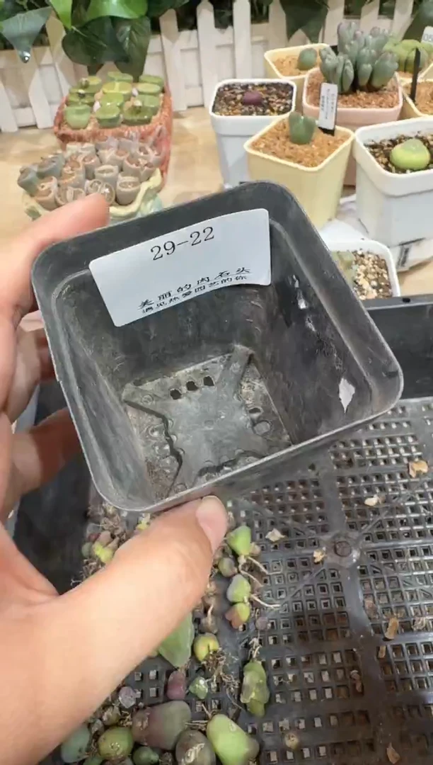 29-22多肉植物肉锥