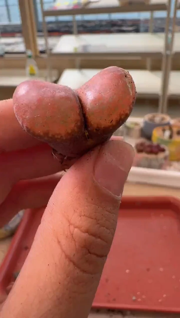 13-283多肉植物肉锥