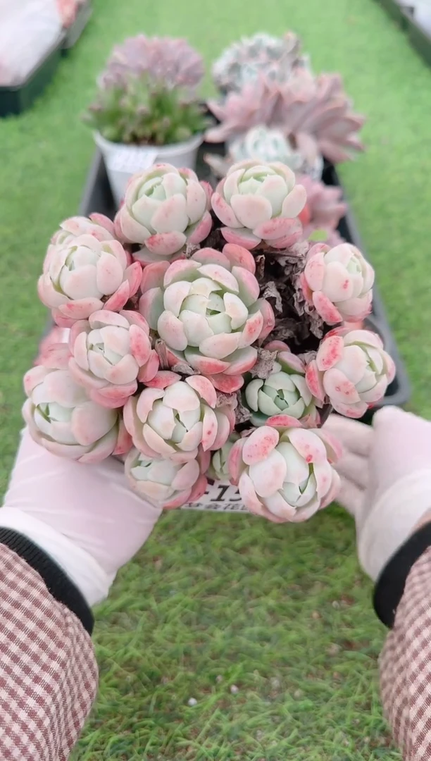 【闪购商品】梦会多肉一物一拍