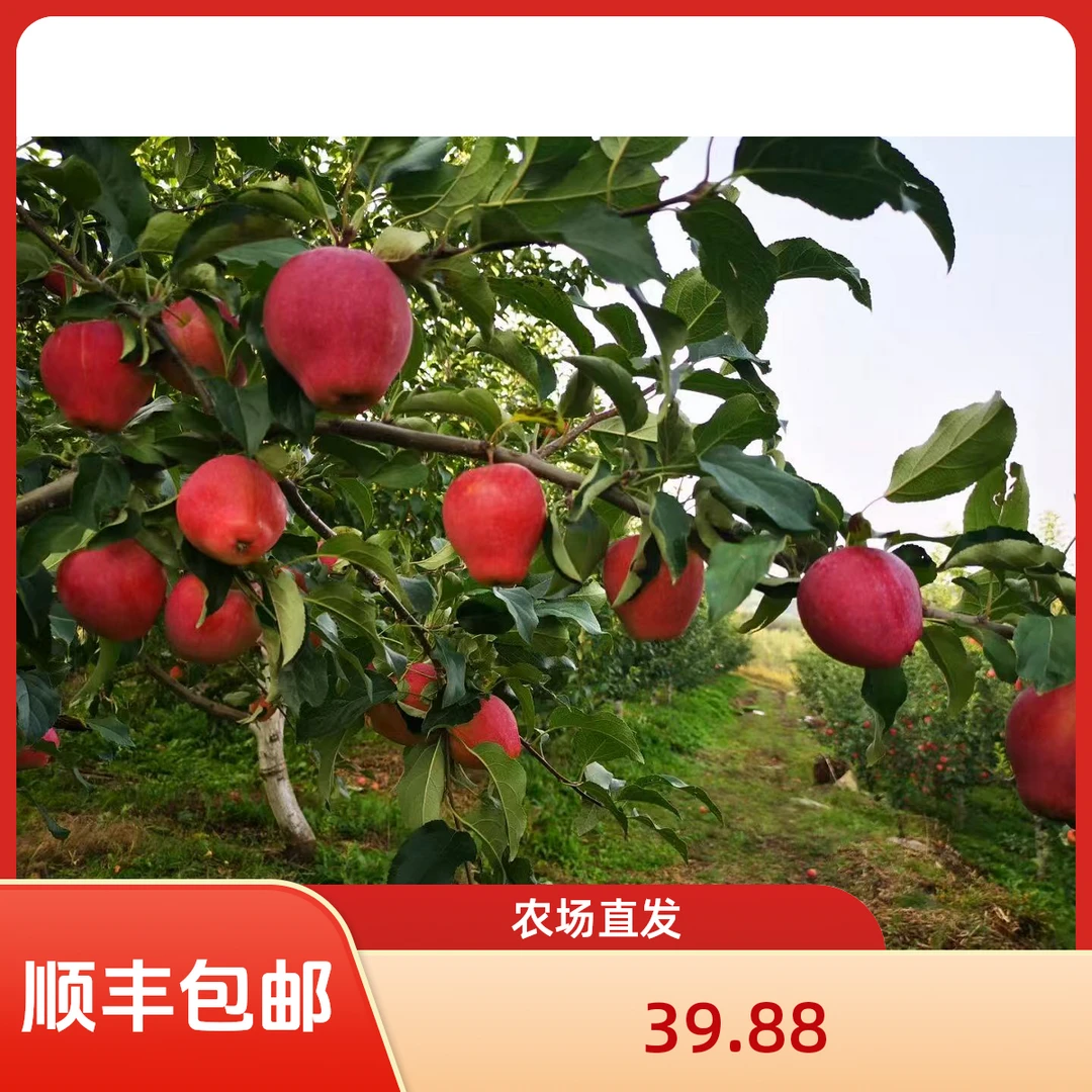 顺丰包邮农场直发东北牛奶果