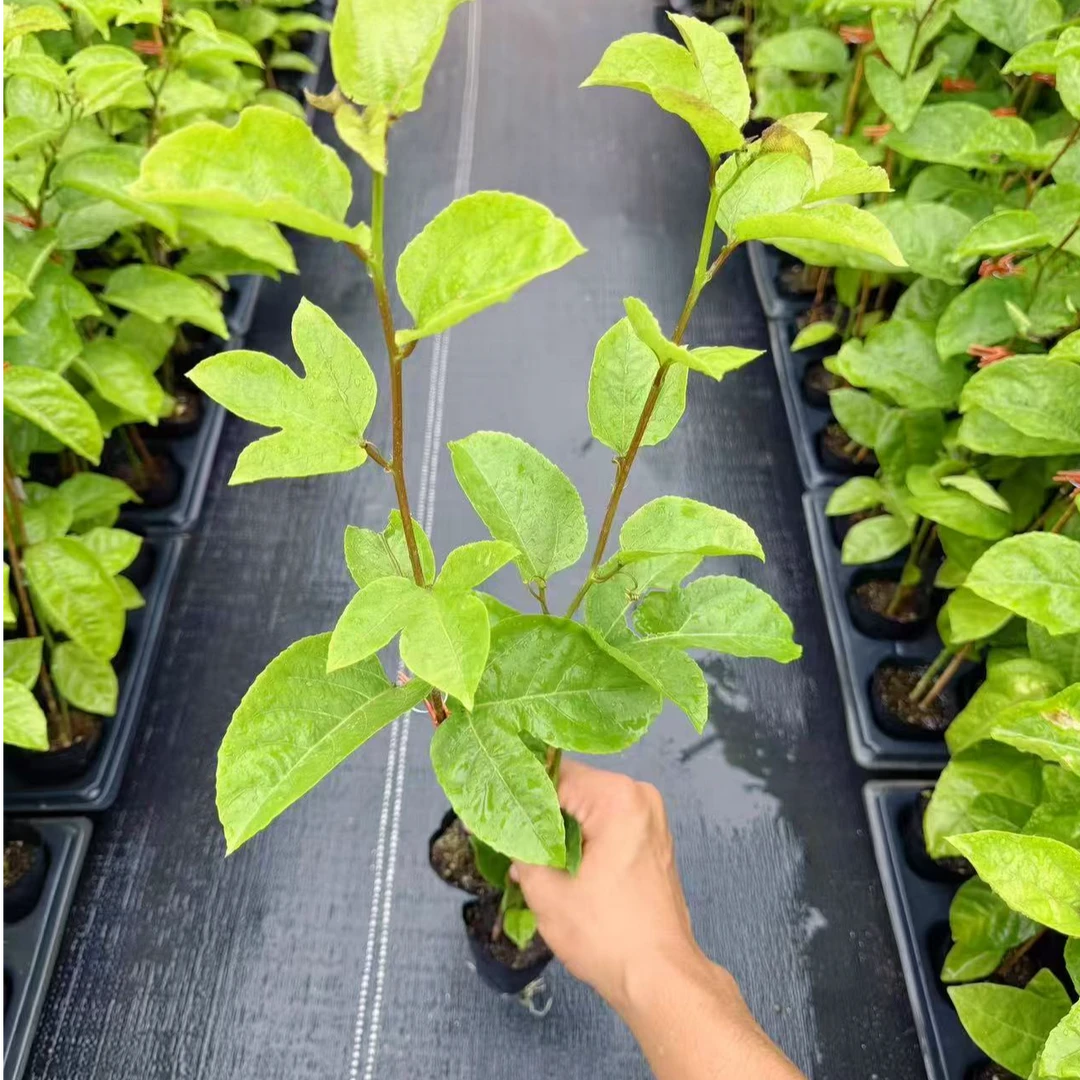 新品四季黄金9号爬藤绿植带土盆栽庭院种植