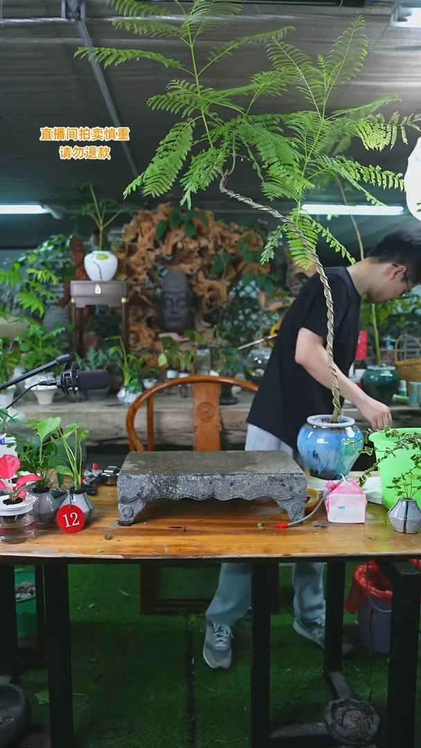 当前无花栽培后可以开花老桩蓝花楹31+