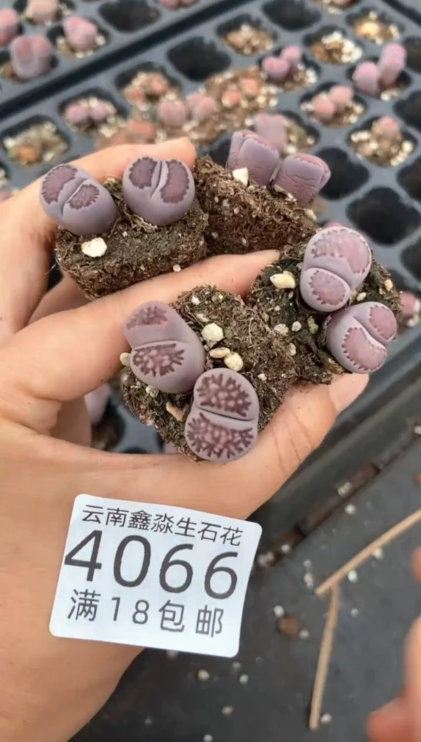 4066特价穴盘紫色混合有瑕疵发货1颗量拍
