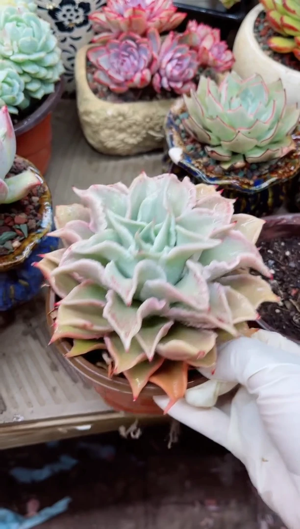 【闪购商品】26013