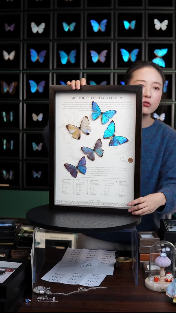 五只小闪蝶标本摆件