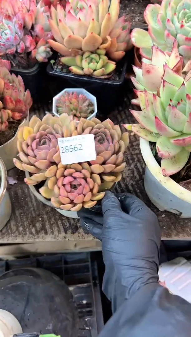 失***羊多肉植物一物一拍28562