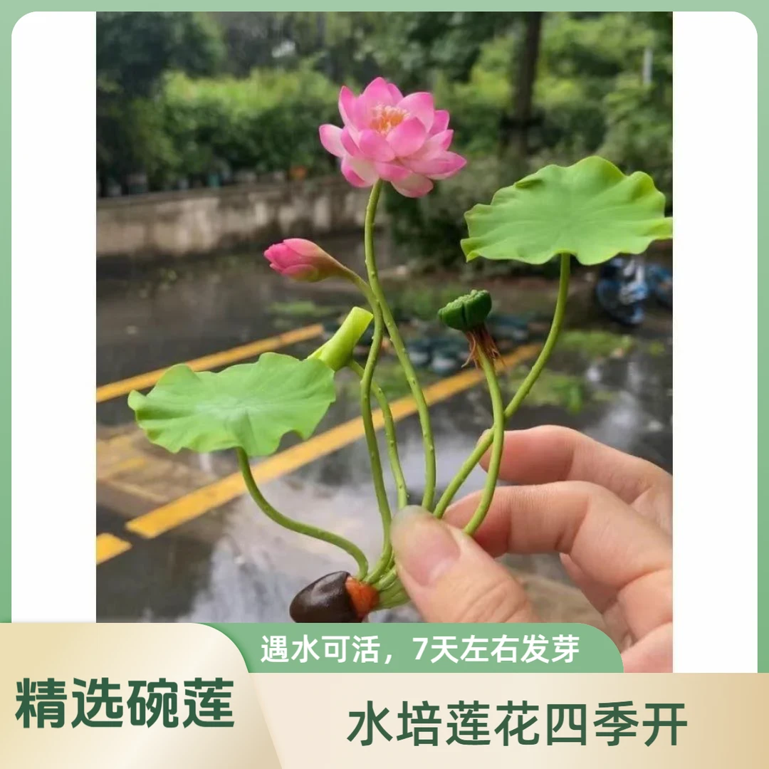 【正版碗莲】水培荷花种籽多色莲花开口种植简单盆栽四季开花
