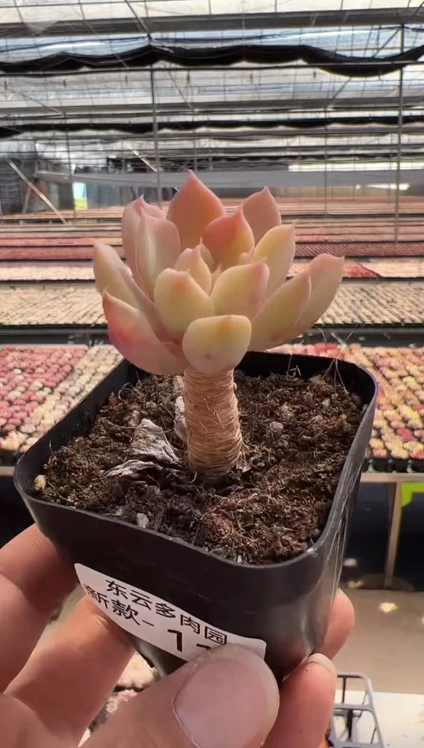 【闪购商品】新款多肉-113