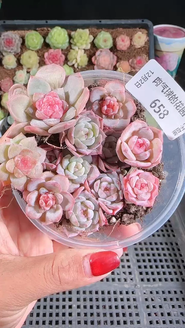 1202-658切糕多肉群生不包整