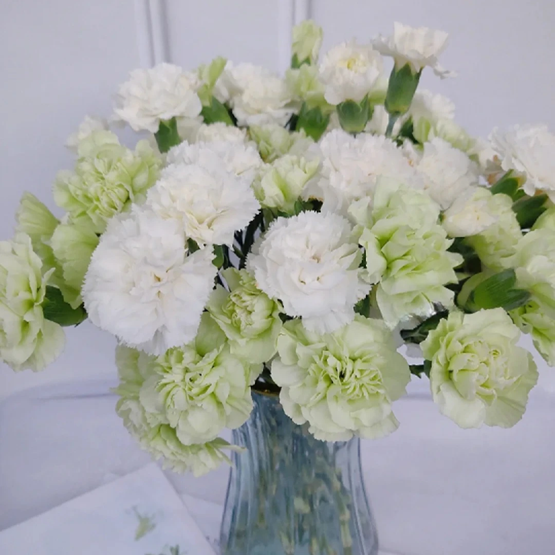 【半岛花铺】香草冰淇淋多丁康乃馨任意两单以上顺丰冷链包邮鲜切花