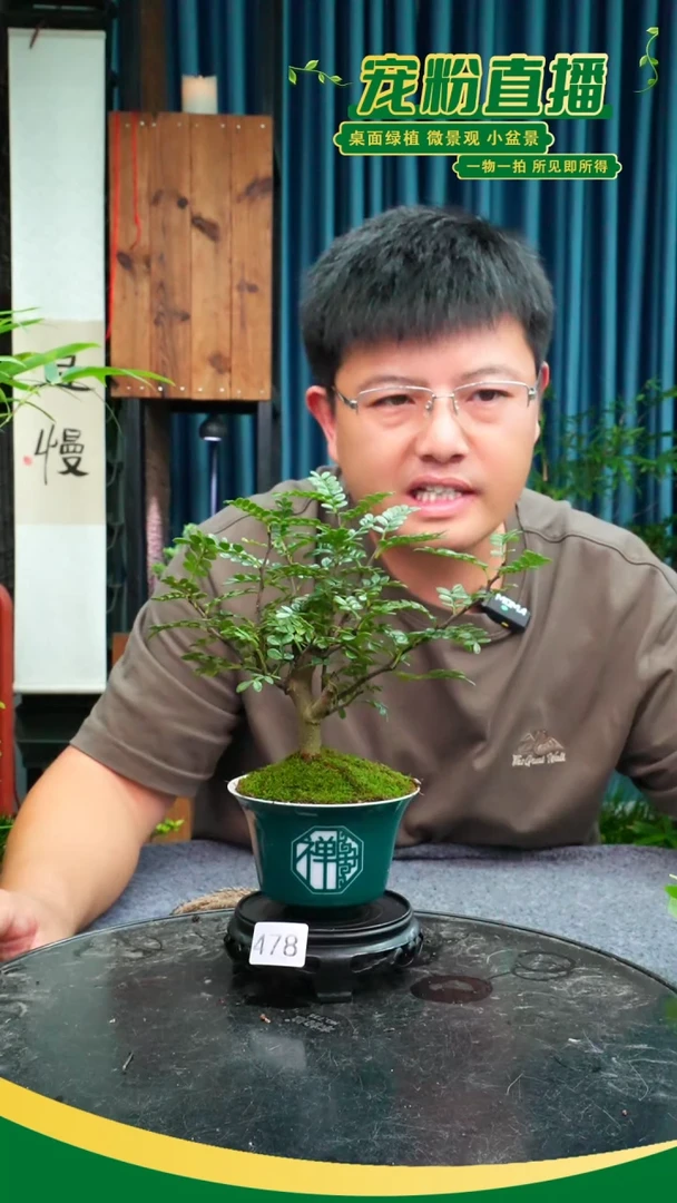 无花朵透**?苔藓微景观478号