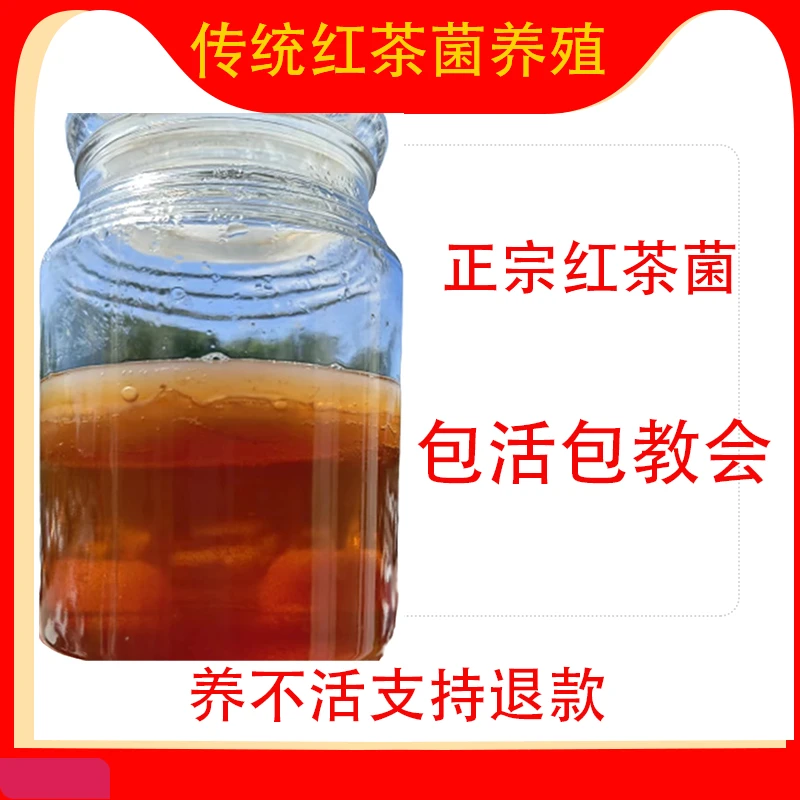 红茶菌无膜老胃宝海宝醋蛾子康普茶液体原液红茶菌技术教程