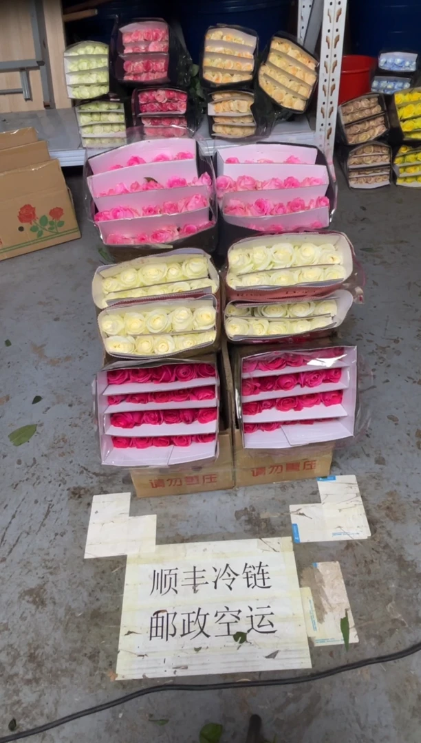 佛洛依德20枝+洛神20枝+骄傲20枝