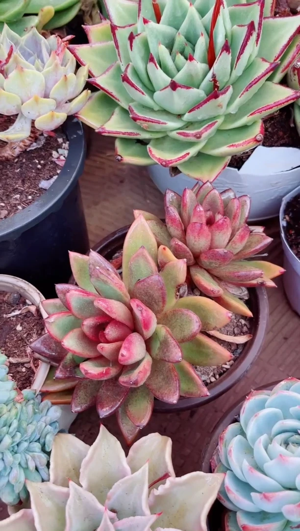 02091多肉植物一物一拍