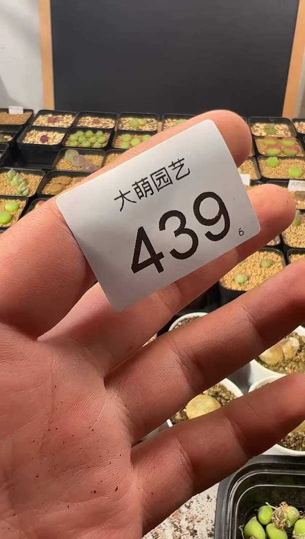 量拍泡泡安贞10颗一组