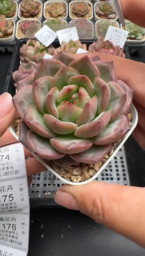 173L云禹多肉植物 带盆土纸巾打包 当天拍3颗包邮