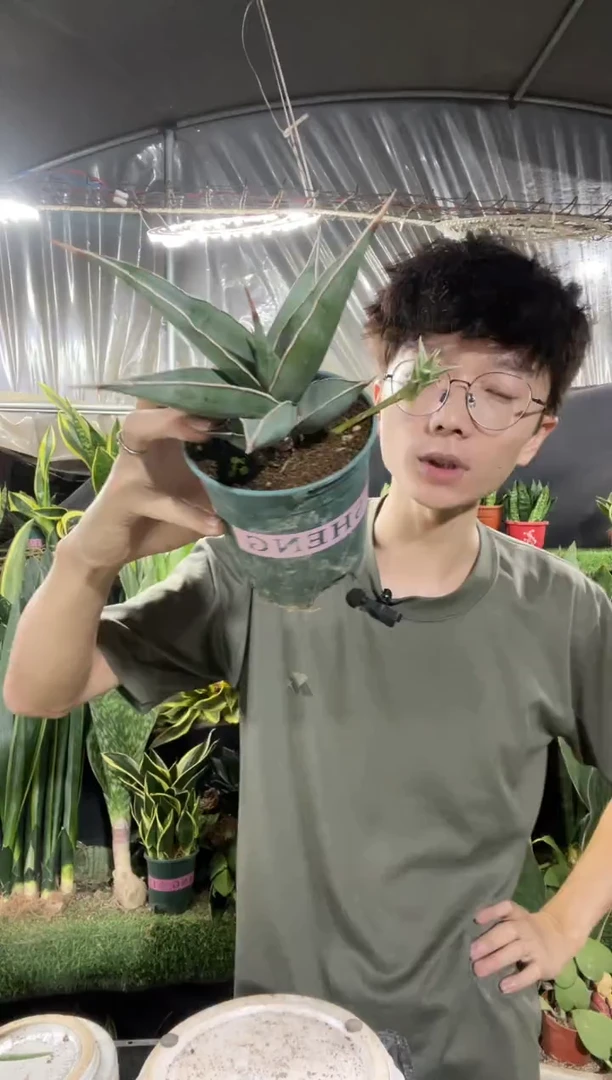 步行者带盆土48.8...