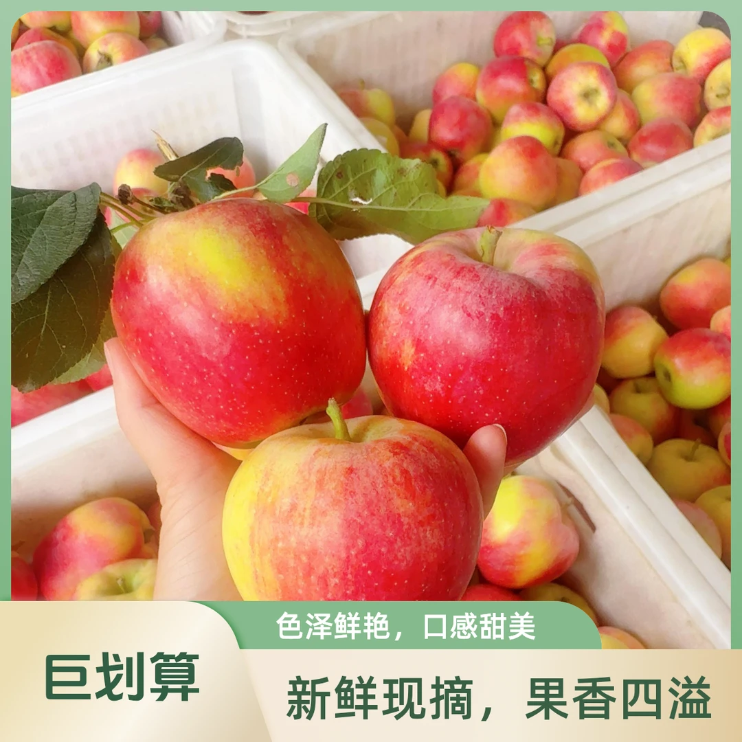 沂蒙山当季袖珍鲁丽小苹果山东省