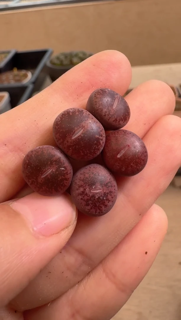 美丽的肉石头12-53紫薰1颗