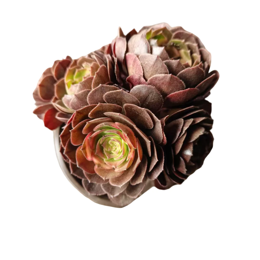 满9.9元包邮 玫瑰法师带盆 多肉植物 直播间展示为准