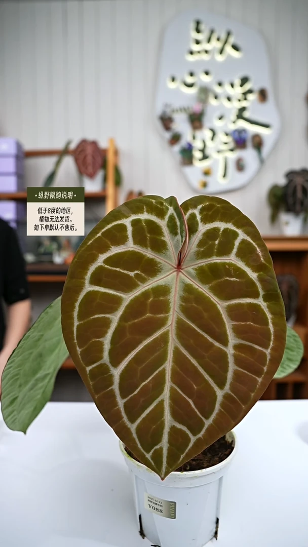 完全开放Y88 红水晶x撕裂纹