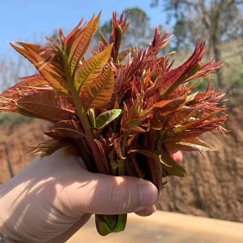 蔬菜种子【速生红油香椿】新奇特天然水培芽苗种子阳台四季春夏播