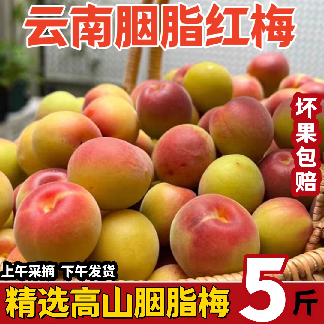 正宗云南高山胭脂红梅新鲜果野生泡酒专用小青梅生酸脆水果梅子露